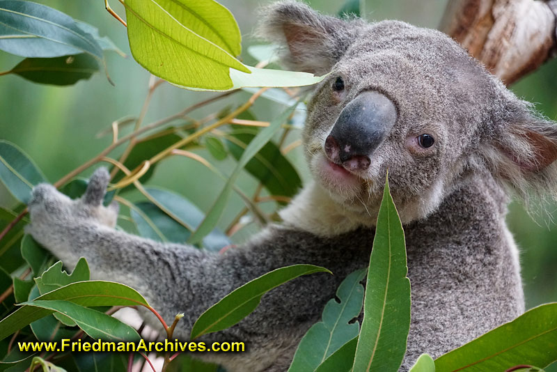 australia,native,wildlife,